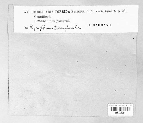Umbilicaria torrefacta image